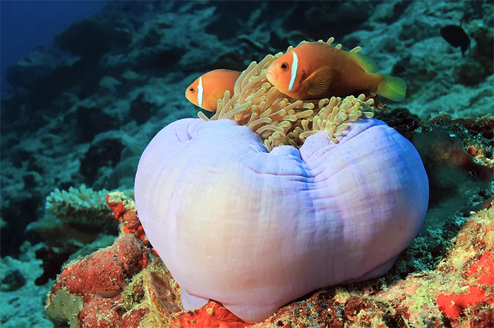 Poissons-clowns nageant dans une anémone colorée dans les eaux turquoise de l’Ari Atoll, Maldives