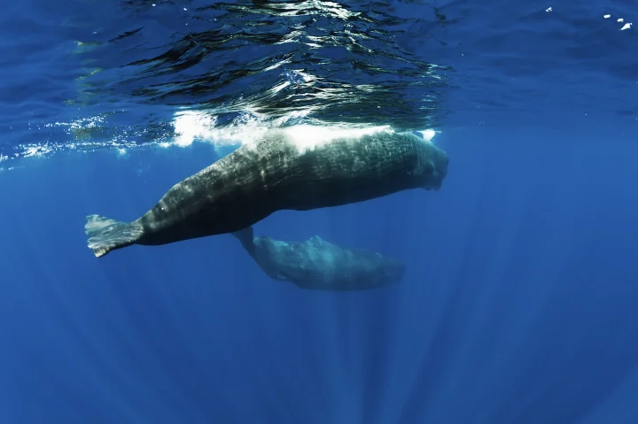Observation des baleines au large des côtes mauriciennes, activité incontournable