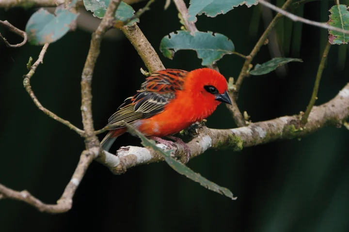 Balade ornithologique à Maurice, Gorges de Rivière Noire
