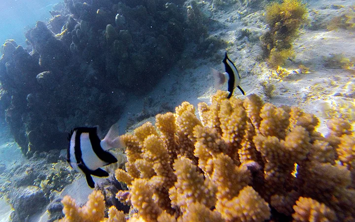 Snorkeling à l’île Maurice